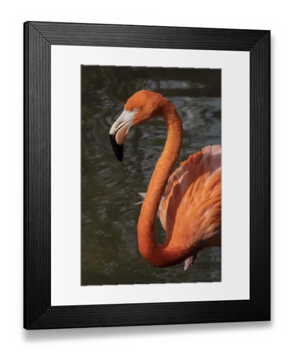Framed Print : American flamingo