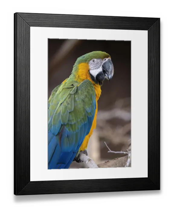 Framed Print : Blue and Yellow Macaw Framed Print : Blue and Yellow Macaw