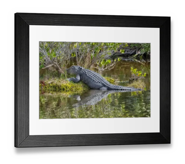 Framed Print : American alligator, Florida Framed Print : American alligator, Florida