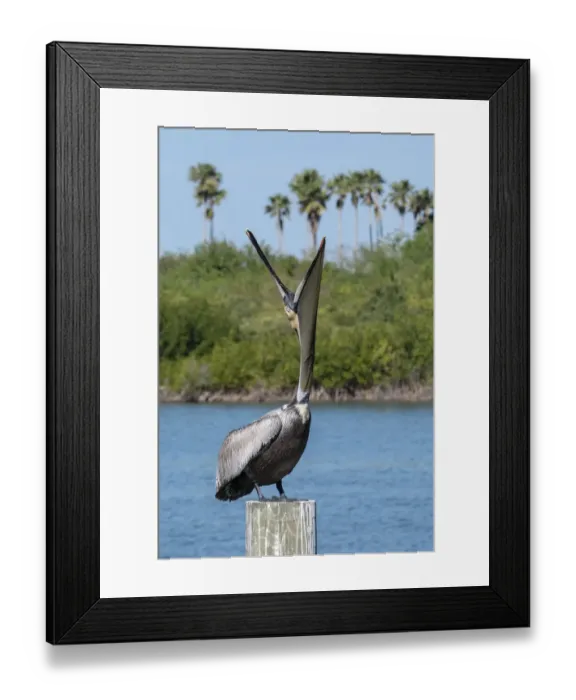 Framed Print : Brown Pelican yawning, Florida Framed Print : Brown Pelican yawning, Florida