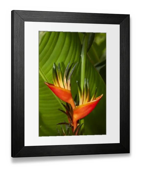 Framed Print : Parrot Flower (Heliconia sp. ) Maire Nui Botanical Gardens, Titakaveka, Rarotonga Framed Print : Parrot Flower (Heliconia sp. ) Maire Nui Botanical Gardens, Titakaveka, Rarotonga