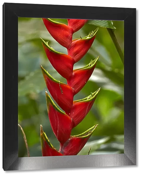 Red lobster claw (Heliconia caribaea), Maire Nui Gardens, Titakaveka, Rarotonga