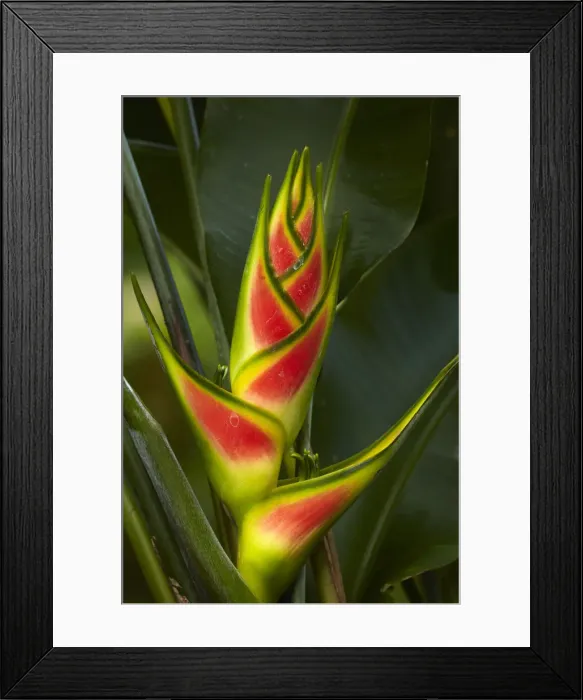 Framed Print : Heliconia, Maire Nui Botanical Gardens, Titakaveka, Rarotonga, Cook Islands