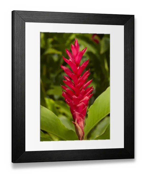 Framed Print : Red Ginger (Alpinia purpurata), Maire Nui Gardens, Titakaveka, Rarotonga, Cook Islands Framed Print : Red Ginger (Alpinia purpurata), Maire Nui Gardens, Titakaveka, Rarotonga, Cook Islands