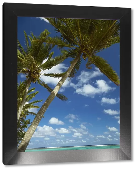 Coconut palm trees and beach, Takitimu District, Rarotonga, Cook Islands, South Pacific