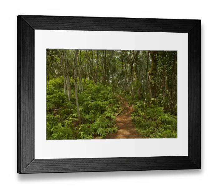 Framed Print : Forest, Takitoa Ridge Track, Raemaru Mountain, Rarotonga, Cook Islands, South Pacific
