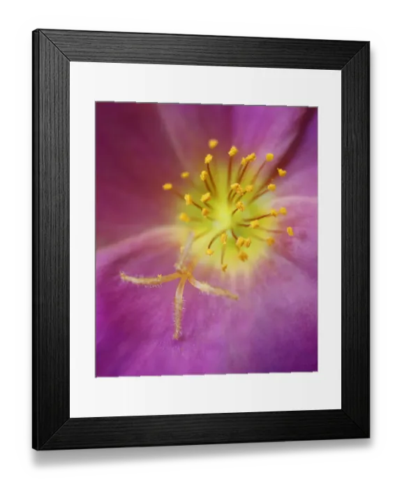 Framed Print : Portulaca flower or moss rose, native to Brazil, Argentina, Uruguay Framed Print : Portulaca flower or moss rose, native to Brazil, Argentina, Uruguay