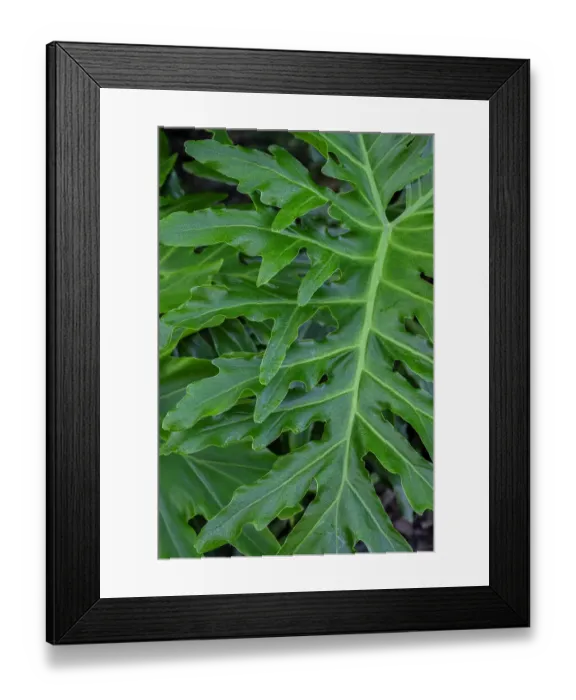 Framed Print : Selloum, Philodendron Framed Print : Selloum, Philodendron