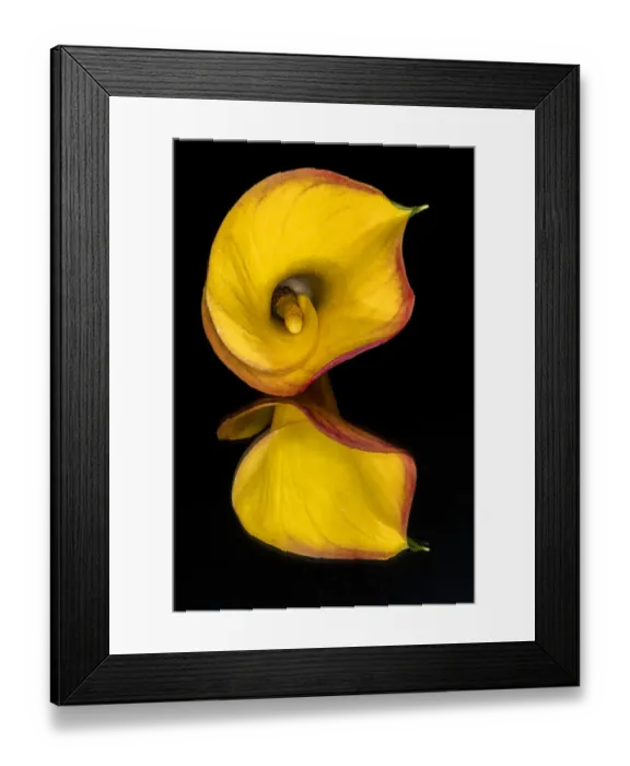 Framed Print : Yellow Calla lily flower reflected on black mirrored surface Framed Print : Yellow Calla lily flower reflected on black mirrored surface