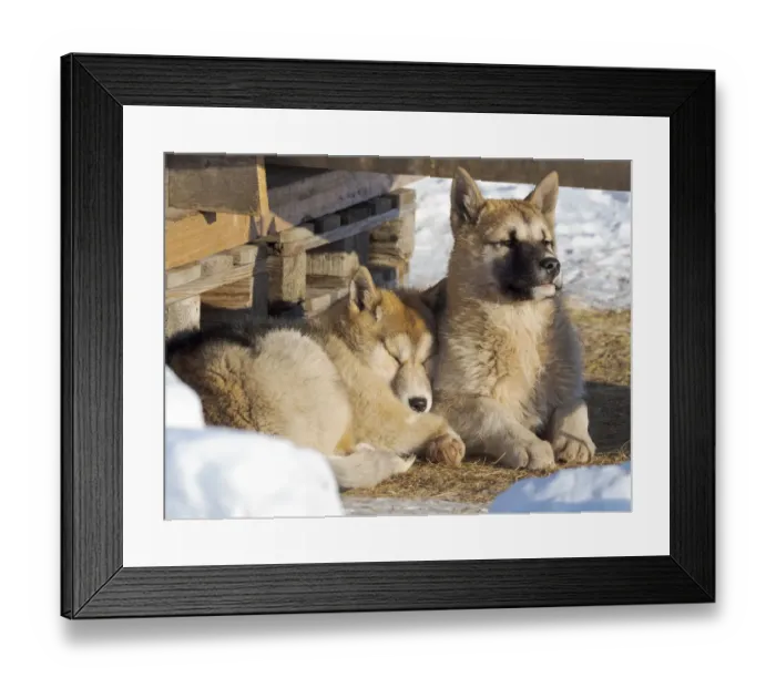 Framed Print : Sled dogs in town. Winter in Ilulissat on the shore of Disko Bay. Greenland, Denmark