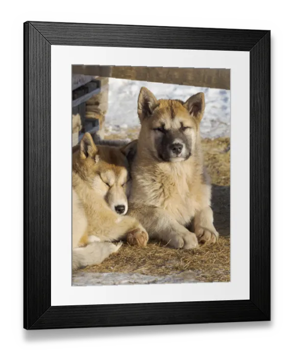 Framed Print : Sled dogs in town. Winter in Ilulissat on the shore of Disko Bay. Greenland, Denmark Framed Print : Sled dogs in town. Winter in Ilulissat on the shore of Disko Bay. Greenland, Denmark
