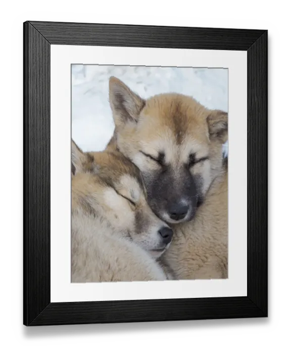 Framed Print : Sled dogs in town. Winter in Ilulissat on the shore of Disko Bay. Greenland, Denmark Framed Print : Sled dogs in town. Winter in Ilulissat on the shore of Disko Bay. Greenland, Denmark