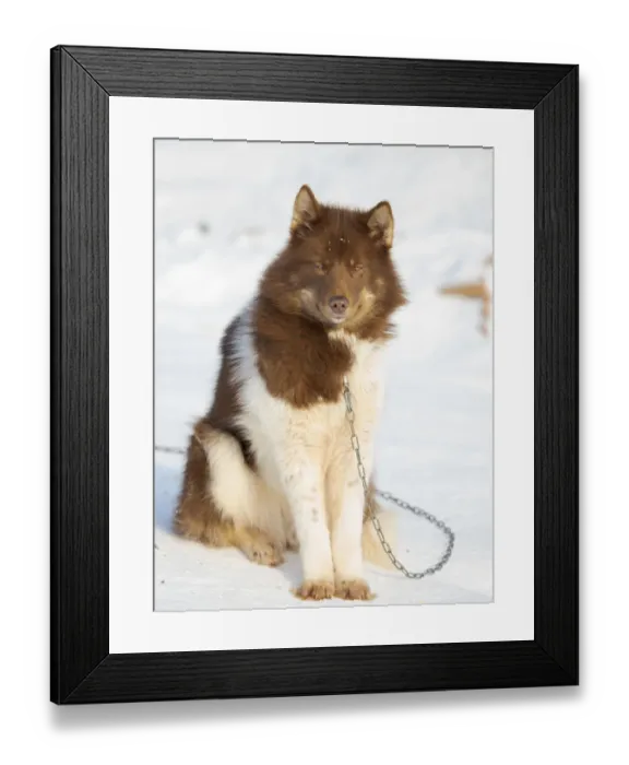 Framed Print : Sled dog in the northwest of Greenland during winter. Kullorsuaq Framed Print : Sled dog in the northwest of Greenland during winter. Kullorsuaq