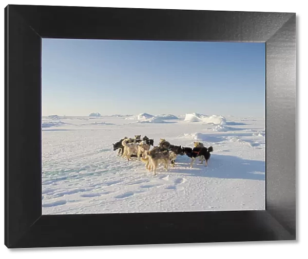 Sled dog in the northwest of Greenland during winter on the sea ice of the frozen