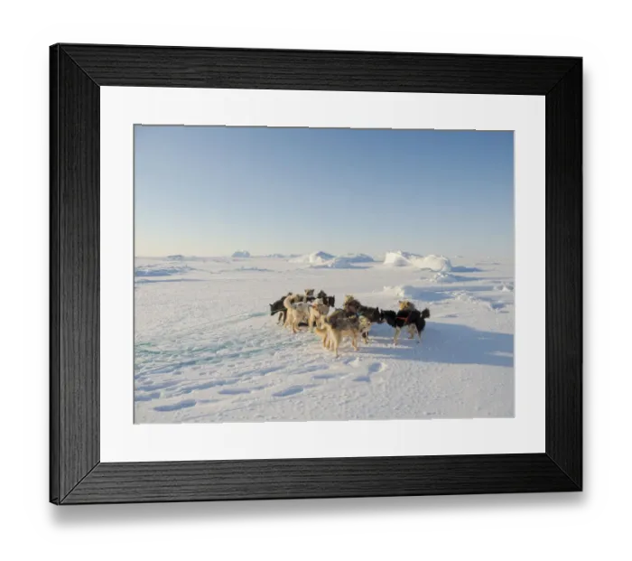 Framed Print : Sled dog in the northwest of Greenland during winter on the sea ice of the frozen Framed Print : Sled dog in the northwest of Greenland during winter on the sea ice of the frozen