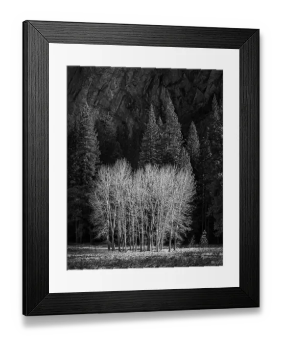 Framed Print : USA, California, Yosemite National Park, Ahwahnee Meadow cottonwood trees Framed Print : USA, California, Yosemite National Park, Ahwahnee Meadow cottonwood trees