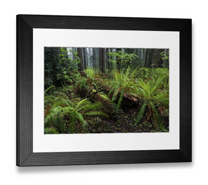 Framed Print : Ferns and fallen redwood trees, Stout Memorial Grove, Jedediah Smith Redwoods National