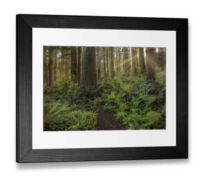 Framed Print : Sunbeams and pathway through ferns and redwood trees, Del Norte Coast Redwoods State Park