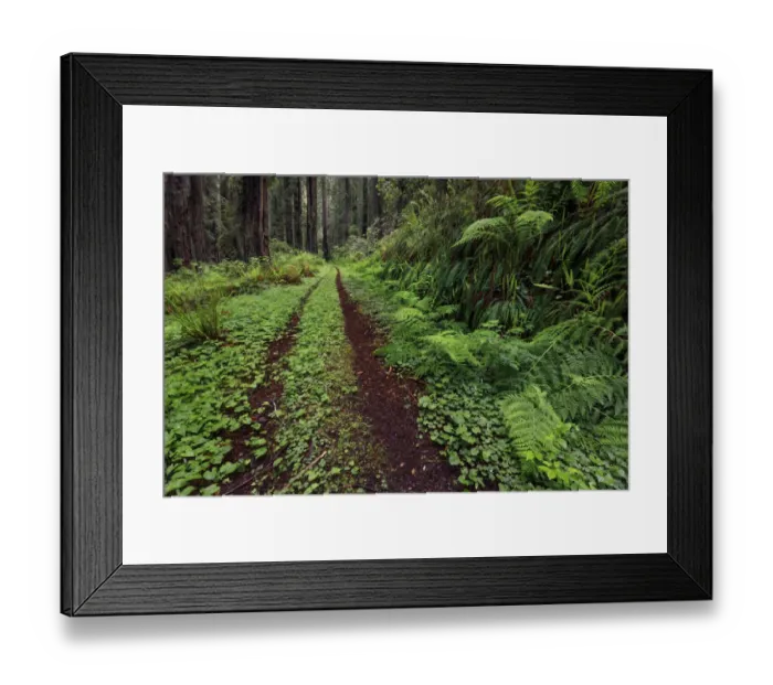 Framed Print : Pathway through ferns and redwood trees, Del Norte Coast Redwoods State Park