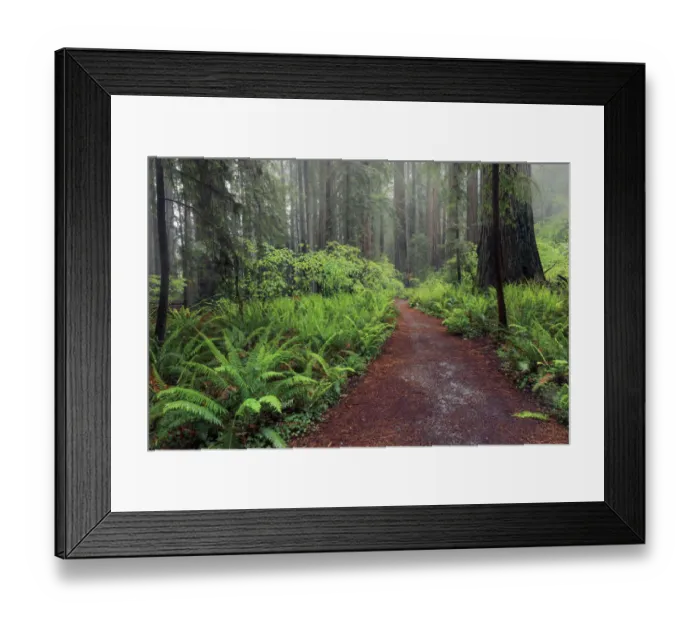 Framed Print : Footpath lined with ferns and mist, Stout Memorial Grove Framed Print : Footpath lined with ferns and mist, Stout Memorial Grove