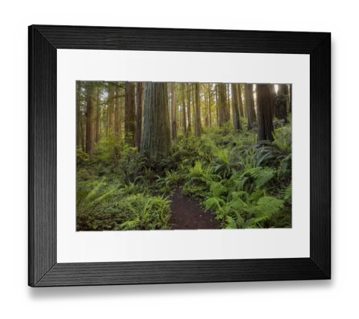 Framed Print : Sunlight and pathway through ferns and redwood trees, Del Norte Coast Redwoods State Park Framed Print : Sunlight and pathway through ferns and redwood trees, Del Norte Coast Redwoods State Park