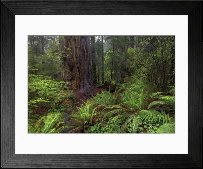 Framed Print : Ferns beneath giant redwood trees, Stout Memorial Grove Framed Print : Ferns beneath giant redwood trees, Stout Memorial Grove