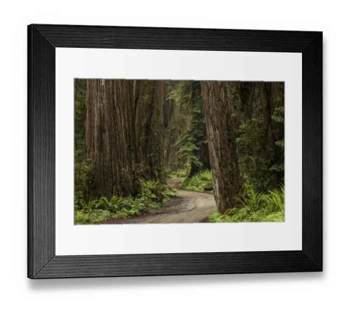 Framed Print : Rural roadway through redwood trees, Stout Memorial Grove