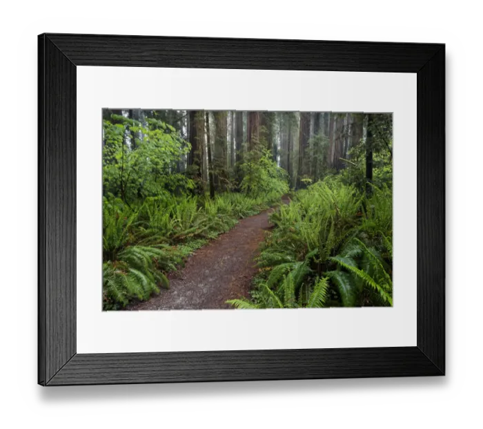 Framed Print : Footpath lined with ferns and mist, Stout Memorial Grove Framed Print : Footpath lined with ferns and mist, Stout Memorial Grove
