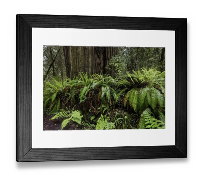 Framed Print : Ferns growing on redwood nurse log, Stout Memorial Grove Framed Print : Ferns growing on redwood nurse log, Stout Memorial Grove