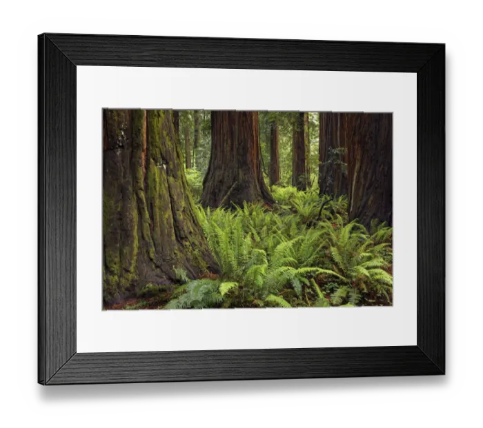 Framed Print : Ferns beneath giant redwood trees, Stout Memorial Grove