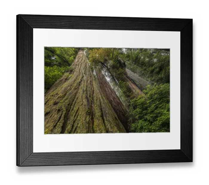 Framed Print : Low angle view up the full length of redwood trees, Stout Memorial Grove Framed Print : Low angle view up the full length of redwood trees, Stout Memorial Grove