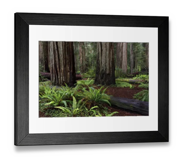 Framed Print : Ferns beneath giant redwood trees, Stout Memorial Grove