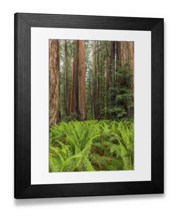 Framed Print : Ferns beneath giant redwood trees, Stout Memorial Grove