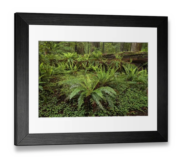 Framed Print : Ferns beneath giant redwood trees, Stout Memorial Grove