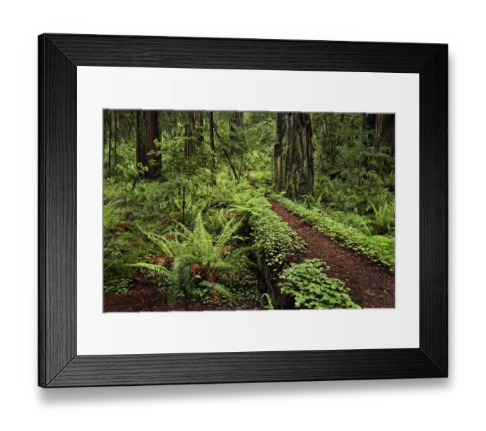 Framed Print : Footpath through common wood sorrel and giant redwood trees, Stout Memorial Grove