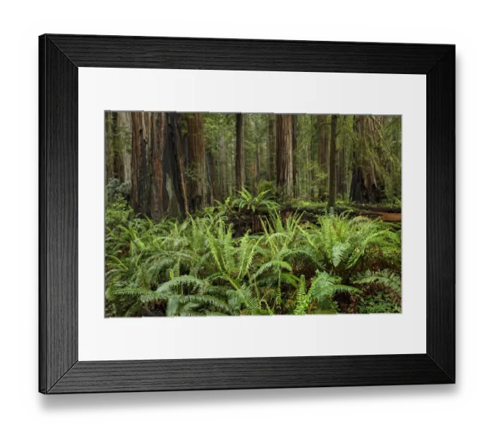 Framed Print : Ferns beneath giant redwood trees, Stout Memorial Grove Framed Print : Ferns beneath giant redwood trees, Stout Memorial Grove