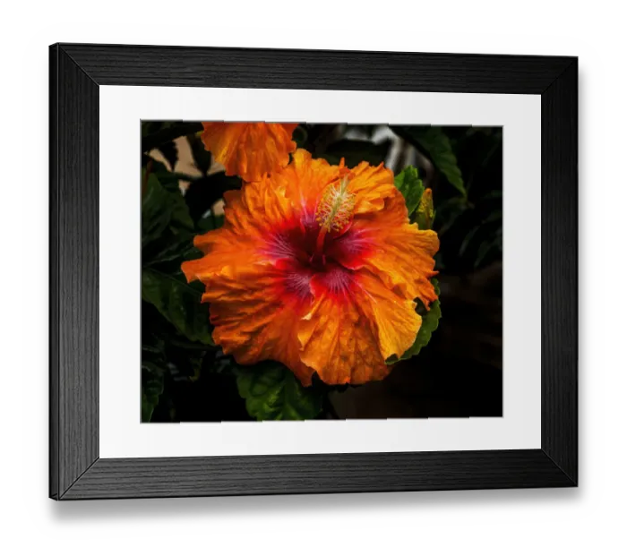 Framed Print : Orange tropical fiesta hibiscus flowers, Easter Island, Chile Framed Print : Orange tropical fiesta hibiscus flowers, Easter Island, Chile