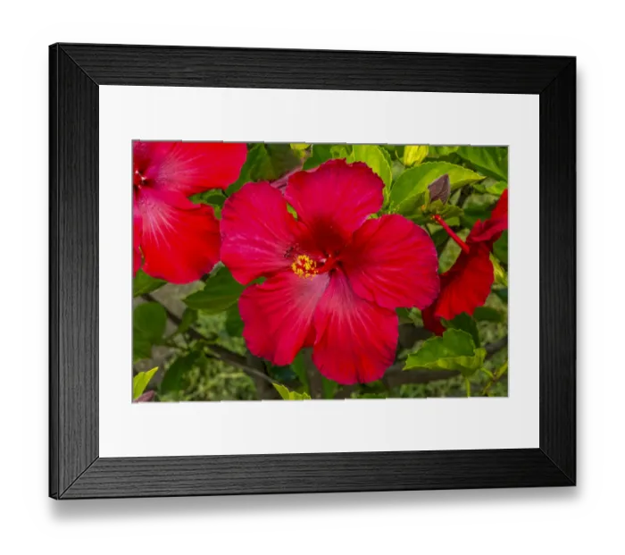 Framed Print : Red hibiscus flowers, Easter Island, Chile