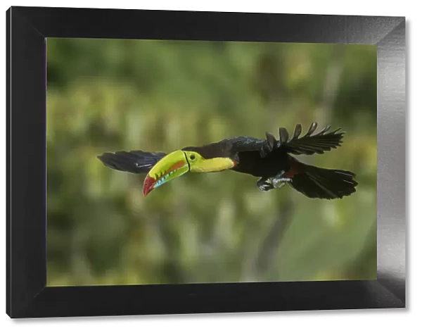 Central America, Costa Rica. Keel-billed toucan in flight