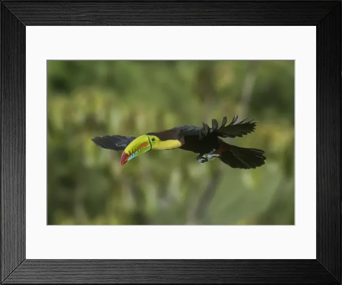 Framed Print : Central America, Costa Rica. Keel-billed toucan in flight