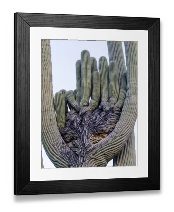Framed Print : USA, Arizona, Catalina State Park, saguaro cactus, Carnegiea gigantea