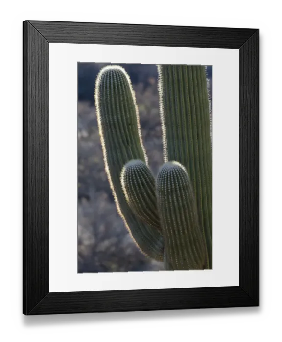 Framed Print : USA, Arizona, Catalina State Park, saguaro cactus, Carnegiea gigantea Framed Print : USA, Arizona, Catalina State Park, saguaro cactus, Carnegiea gigantea
