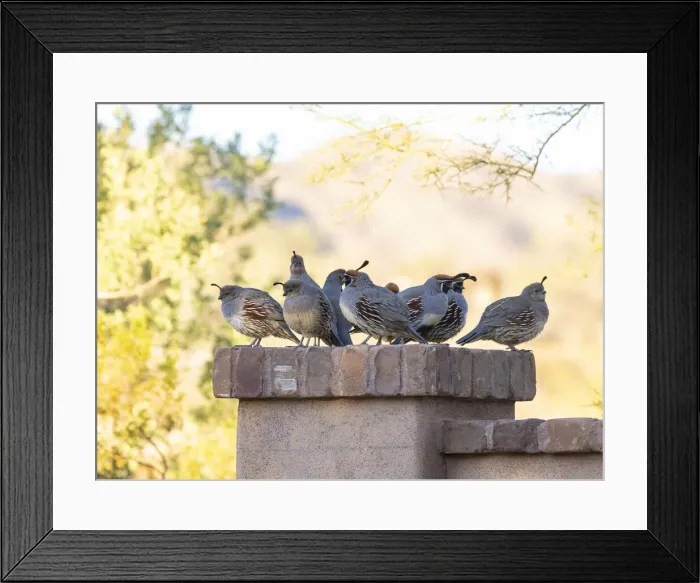 Framed Print : USA, Arizona, Buckeye. Quail family on patio wall Framed Print : USA, Arizona, Buckeye. Quail family on patio wall