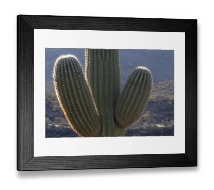 Framed Print : USA, Arizona, Catalina State Park, saguaro cactus, Carnegiea gigantea Framed Print : USA, Arizona, Catalina State Park, saguaro cactus, Carnegiea gigantea