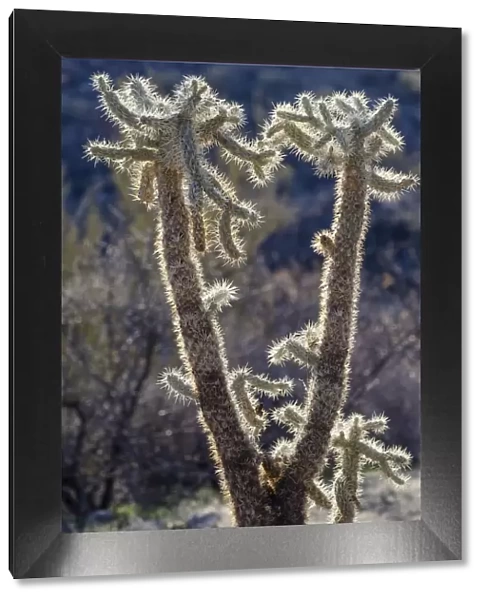 USA, Arizona, Catalina State Park, jumping cholla, Cylindropuntia fulgida