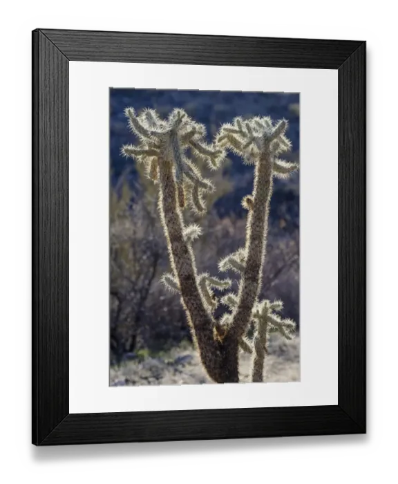 Framed Print : USA, Arizona, Catalina State Park, jumping cholla, Cylindropuntia fulgida