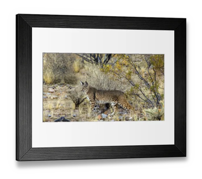 Framed Print : USA, Arizona, Buckeye. Bobcat in Sonoran Desert