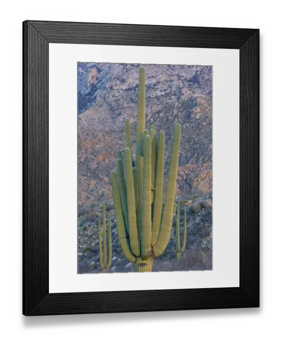 Framed Print : USA, Arizona, Catalina State Park, saguaro cactus, Carnegiea gigantea