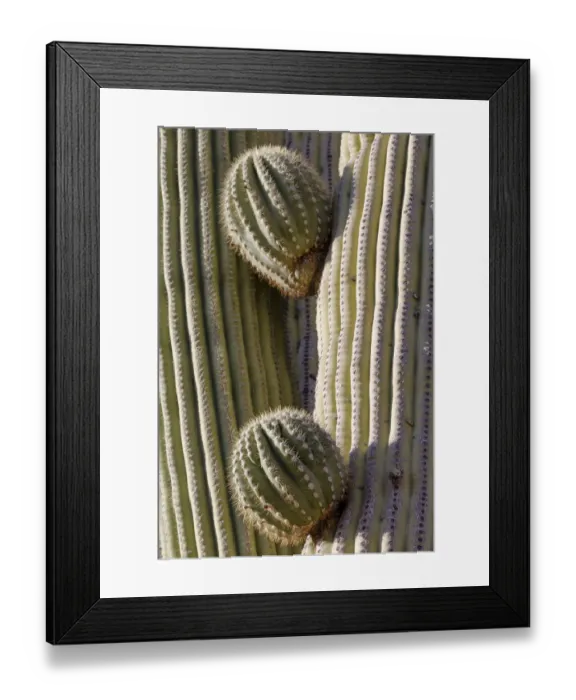 Framed Print : USA, Arizona, Catalina State Park, saguaro cactus, Carnegiea gigantea Framed Print : USA, Arizona, Catalina State Park, saguaro cactus, Carnegiea gigantea