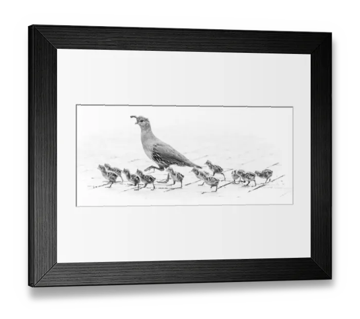 Framed Print : USA, Arizona, Buckeye. Mother Gambels quail and newly hatched chicks Framed Print : USA, Arizona, Buckeye. Mother Gambels quail and newly hatched chicks